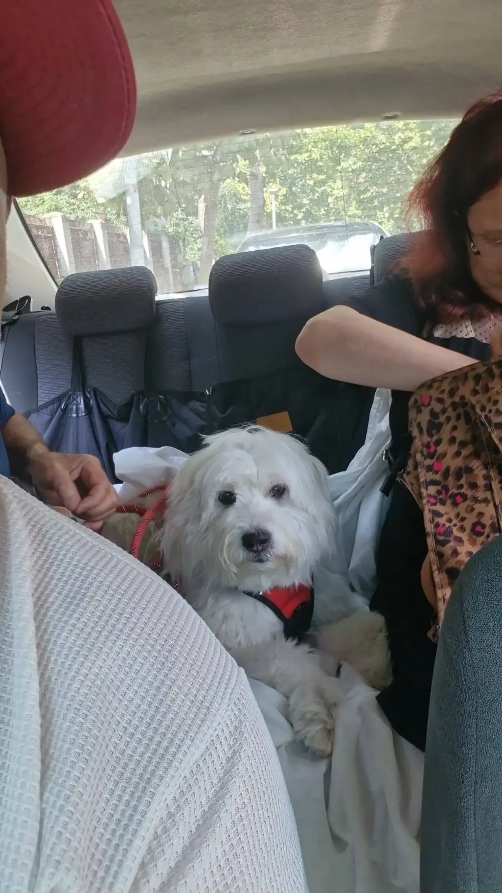 Câine alb de talie mică cu ham roșu, transportat de TaxiVet împreună cu proprietarii