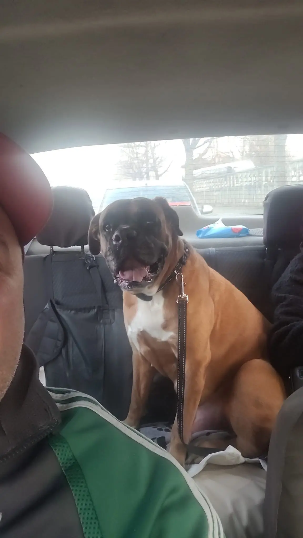 Câine Boxer în lesă pe bancheta din spate a mașinii TaxiVet, însoțit de proprietar