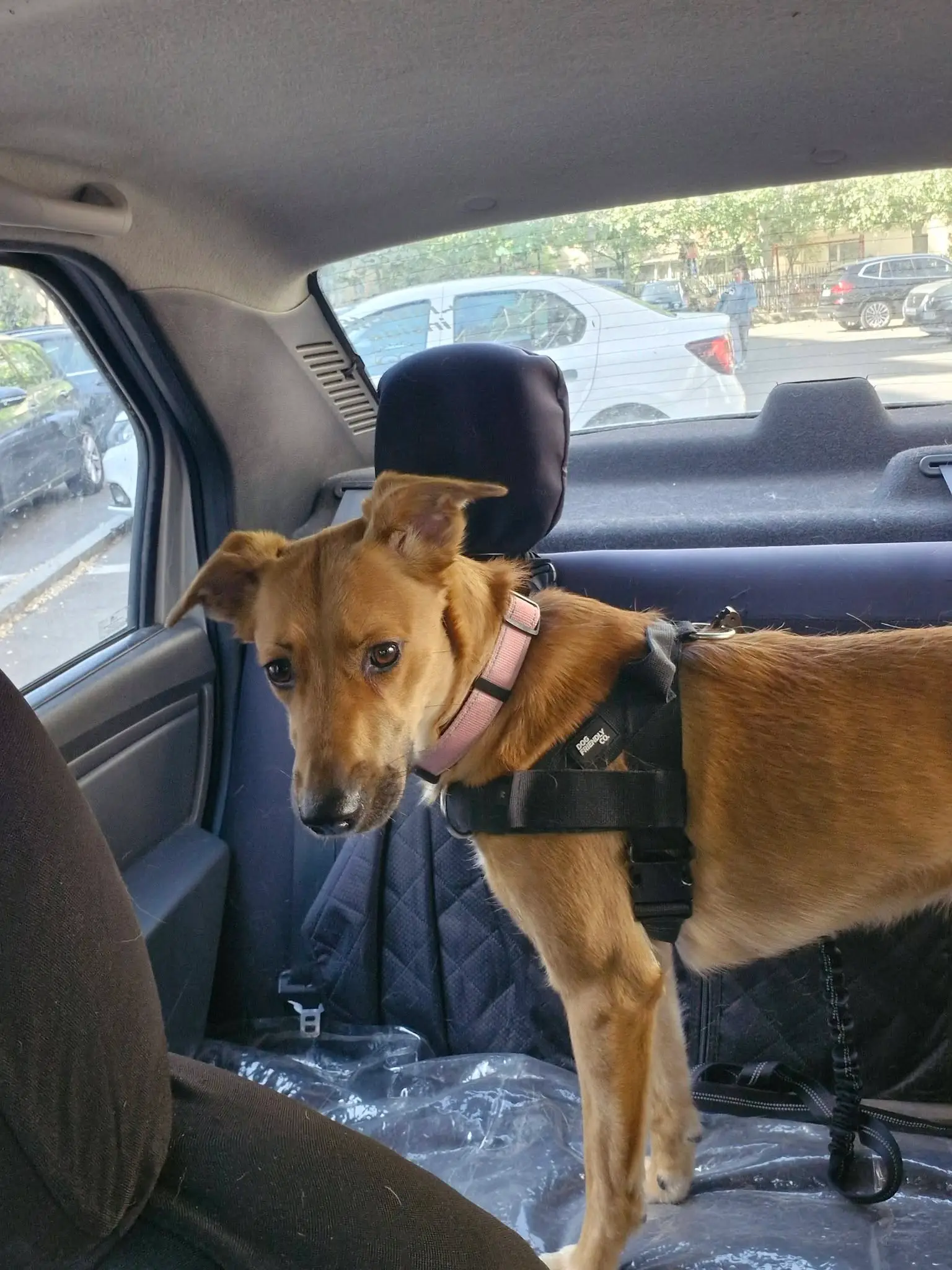 Cățel maro cu ham de siguranță prins de centură pe bancheta mașinii TaxiVet