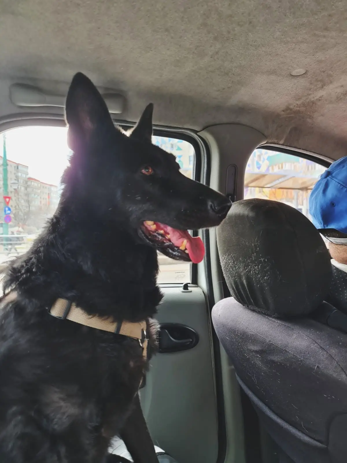 Ciobănesc negru stând pe bancheta din spate a mașinii TaxiVet, în drum spre cabinetul veterinar