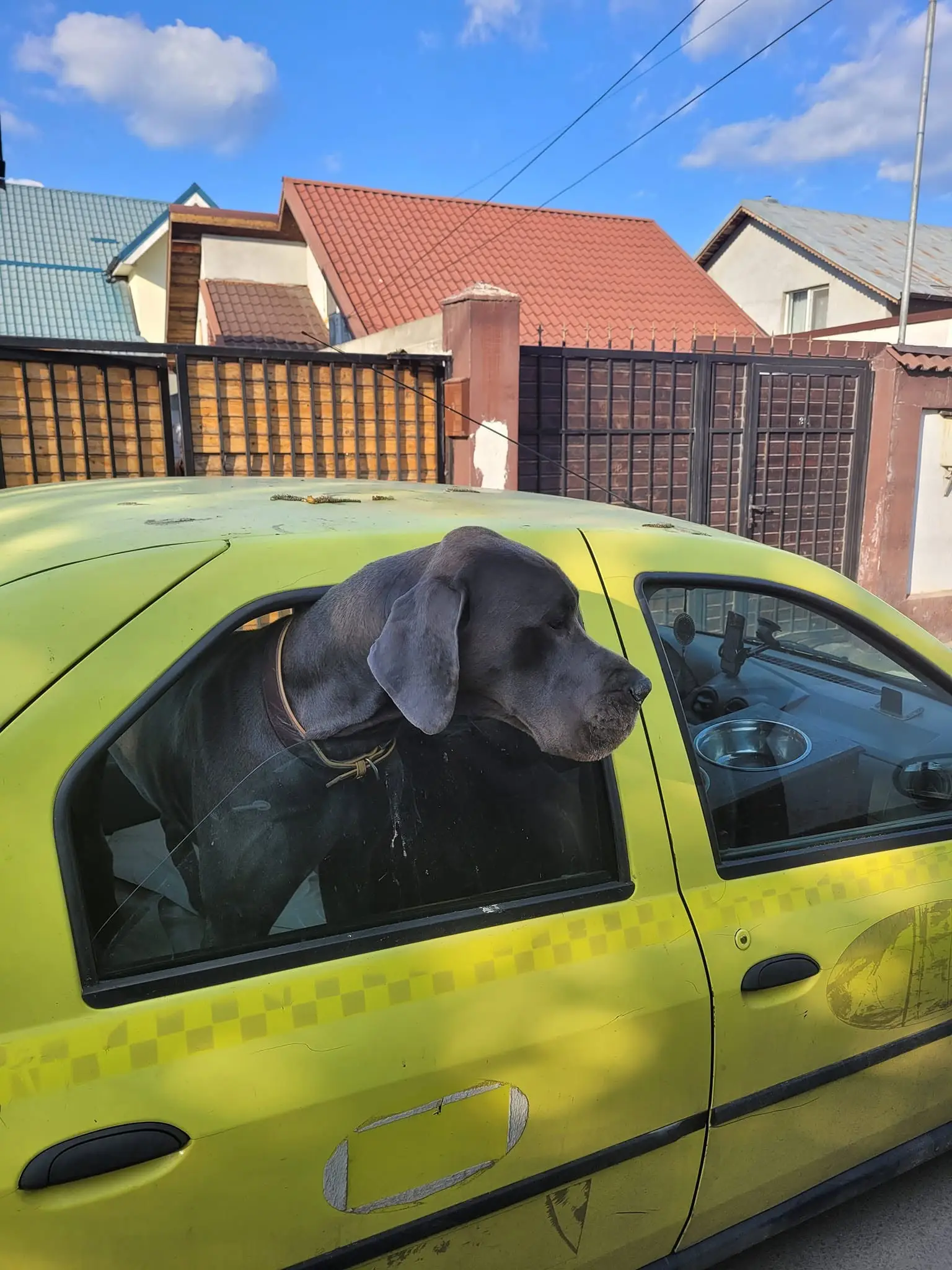 Dog German albastru privind pe geamul mașinii TaxiVet în timpul unui transport în București