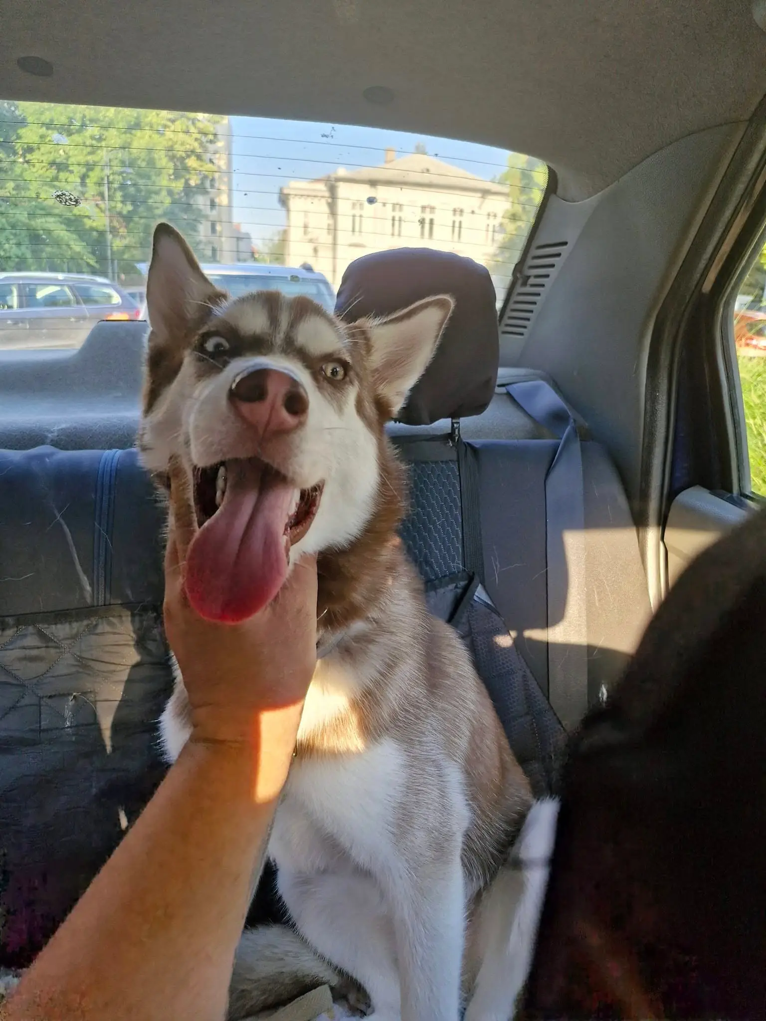 Husky siberian relaxat pe husa de protecție a banchetei, transportat de TaxiVet în București