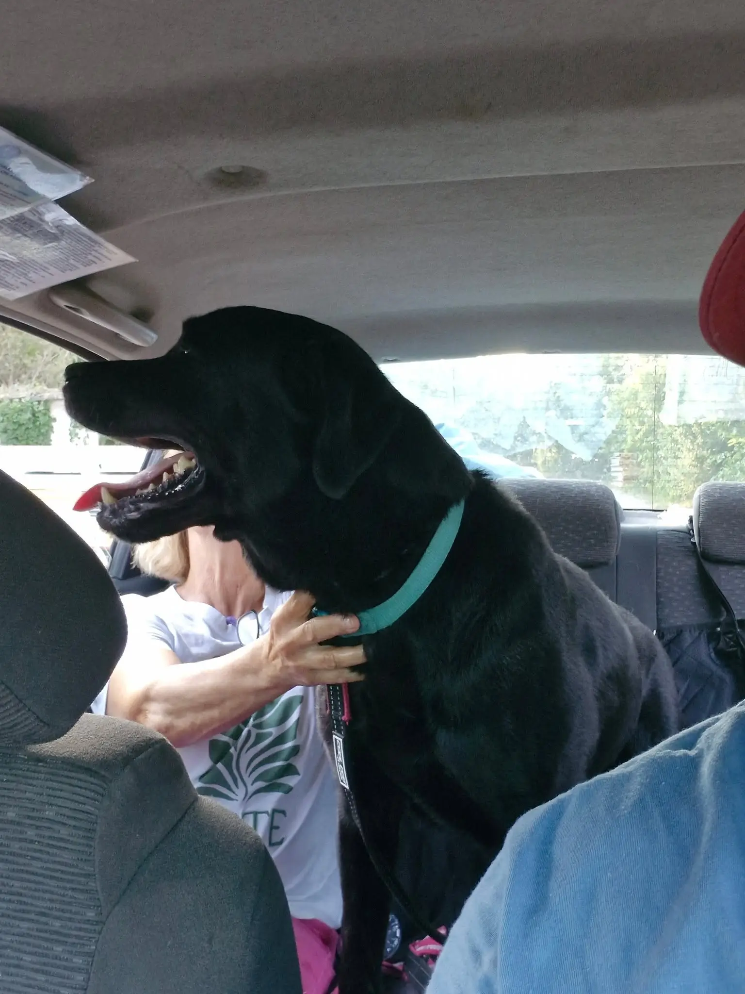 Labrador negru cu zgardă turcoaz alături de proprietară în mașina TaxiVet