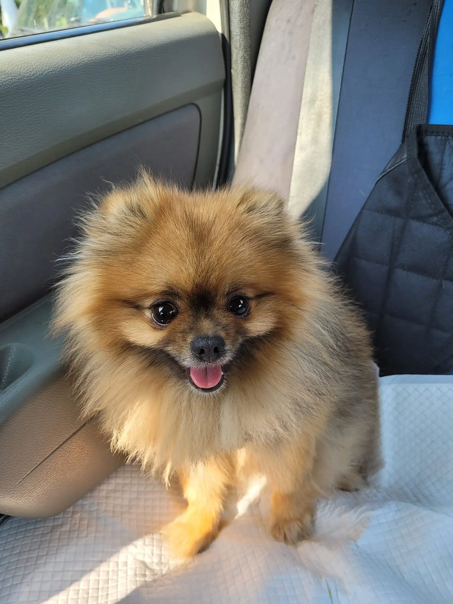 Pomeranian portocaliu așezat pe husa banchetei în mașina TaxiVet